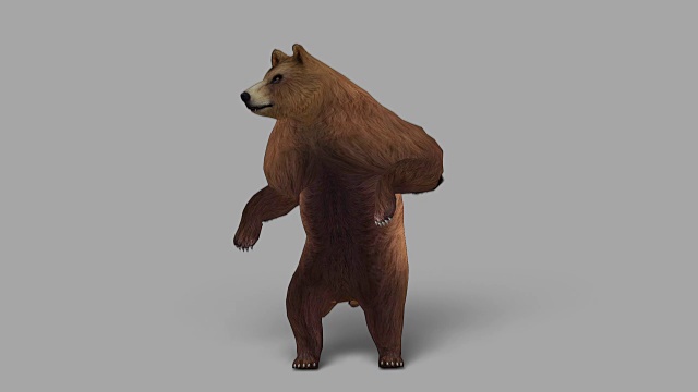 带Alpha通道的好奇熊(可循环)视频素材