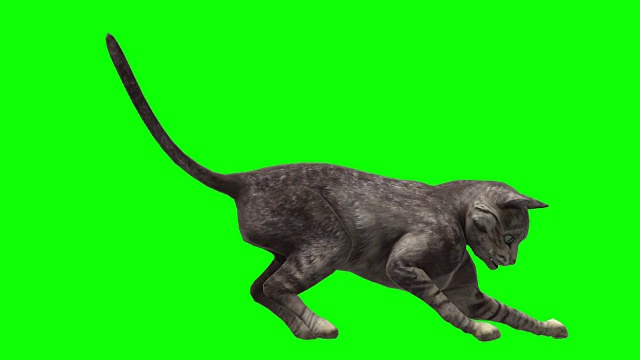 猫绿屏(可循环)视频素材