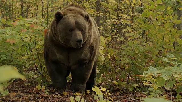 一只灰熊露出了它的尖牙。视频下载