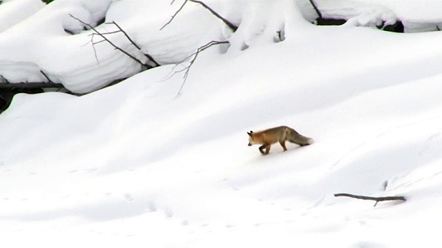 冬天，怀俄明州黄石国家公园，狐狸在雪地上小跑，打猎视频素材