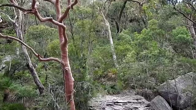 澳大利亚灌木和安哥费拉树，皮特沃特视频下载