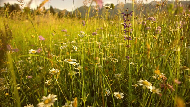 SLO MO美丽的春天草地视频素材