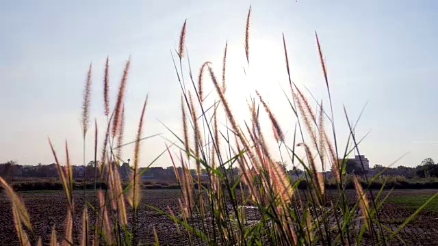 4K:阳光穿过鲜花和稻田视频素材