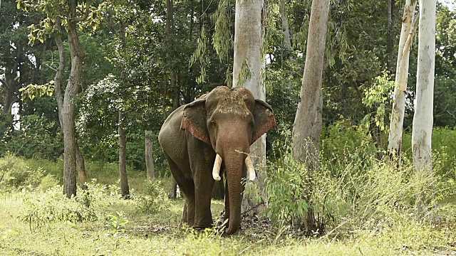 亚洲象的生活视频素材