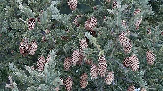 怀俄明州黄石国家公园冬天的云杉球果和霜冻视频下载