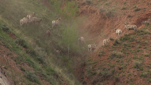峡谷里的大角羊视频下载