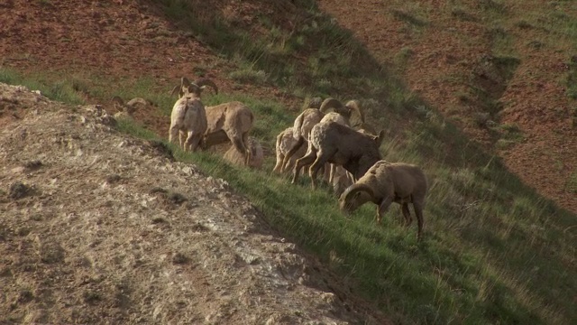 山顶上的大角羊视频下载