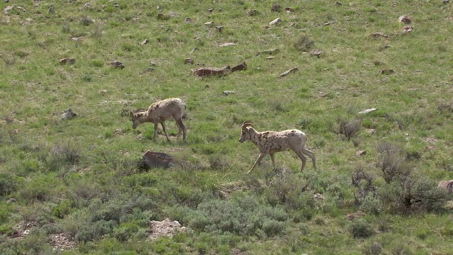 大角羊在散步视频下载