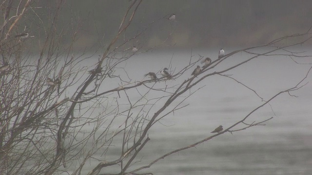 鸟儿在雨中从树上飞出来视频下载