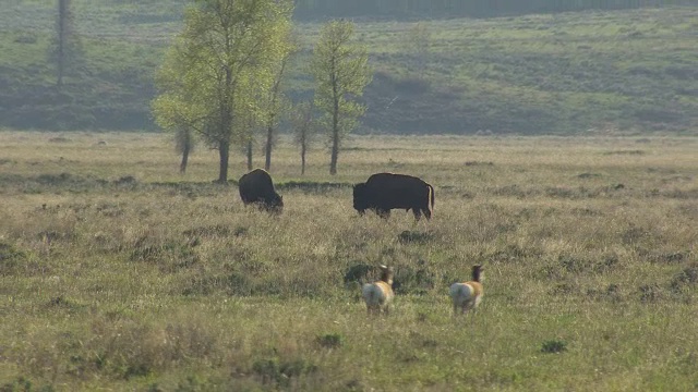 野牛和叉角羚视频下载