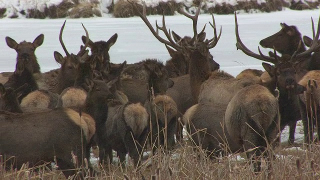 雪中的麋鹿群视频下载
