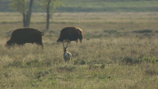 叉角羚奔向野牛视频下载
