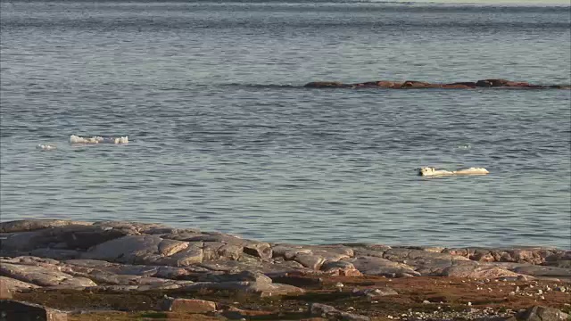北极熊在加拿大努勒维特的曼宁岛游泳视频素材