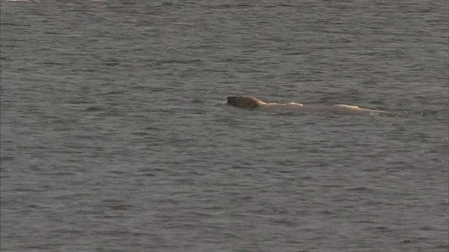 北极熊在加拿大努勒维特的曼宁岛游泳视频素材