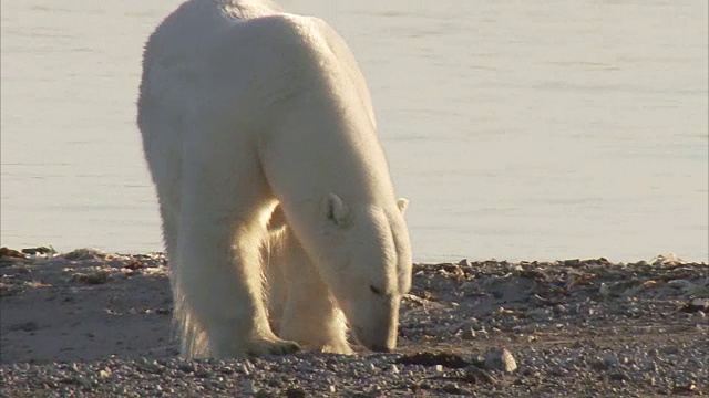 北极熊在海滩上散步，曼宁岛，努勒维特，加拿大视频素材