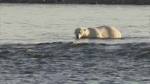 北极熊在海滩上散步，曼宁岛，努勒维特，加拿大视频素材