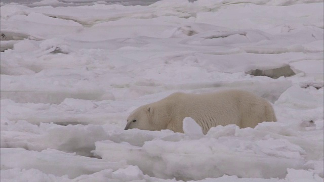 北极熊在冰上行走，丘吉尔，马尼托巴，加拿大视频素材