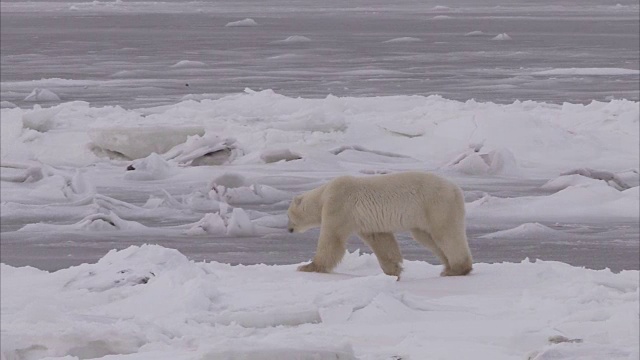 北极熊在冰上行走，丘吉尔，马尼托巴，加拿大视频素材