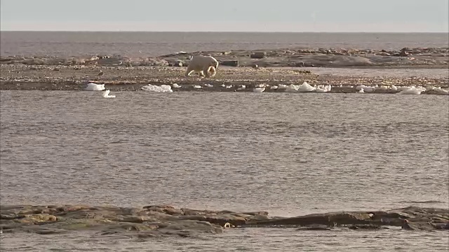 北极熊在加拿大努勒维特曼宁岛的岩石海岸上行走视频素材