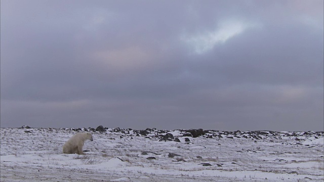 加拿大马尼托巴省丘吉尔市，北极熊在雪地上行走视频素材