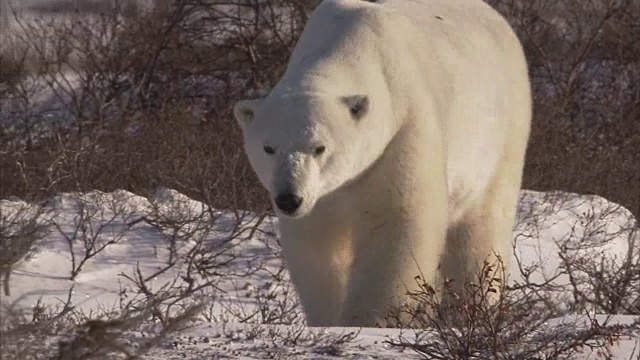 加拿大马尼托巴省丘吉尔市，北极熊在雪地上行走视频素材