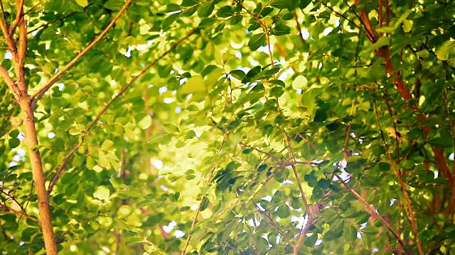 近距离的树与绿叶在风和阳光视频素材