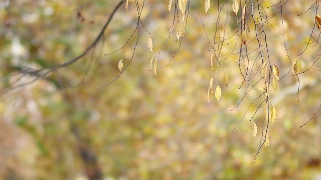 秋日摇曳的树叶视频素材