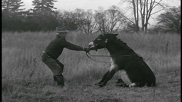 1950年，一名男子在田里/工业上拉着一头倔强的骡子视频下载