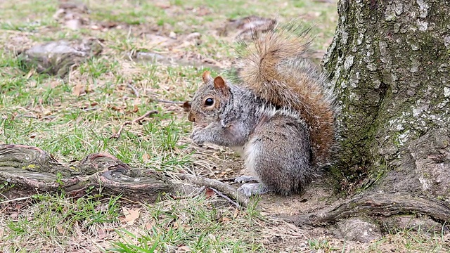 松鼠在树林里吃坚果视频素材