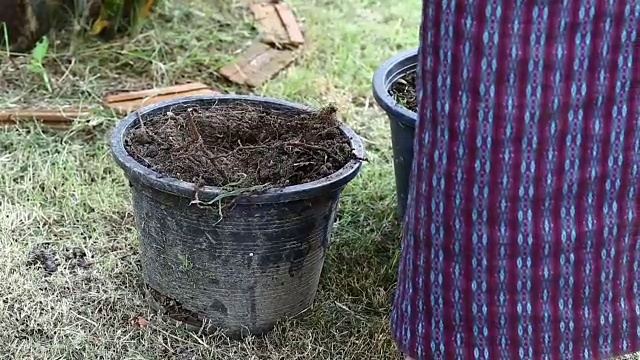 老手女人在花园里种植小植物视频素材