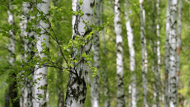 春日里桦树的树干/俄罗斯莫斯科视频下载