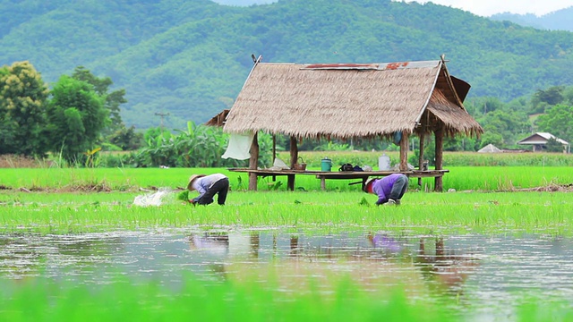 农民们正在稻田里种植水稻视频下载