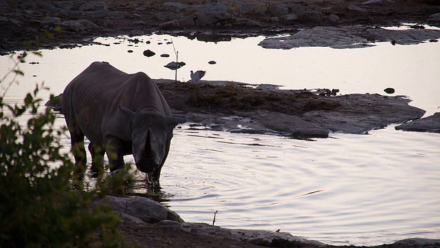 《犀牛和水坑边的鸟》视频素材