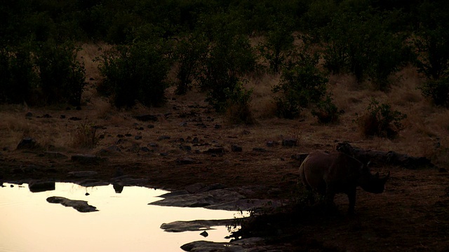 黄昏水潭边的LS犀牛视频素材