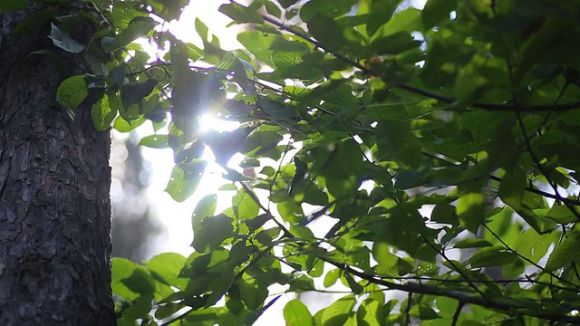 高清阳光透过树木视频素材