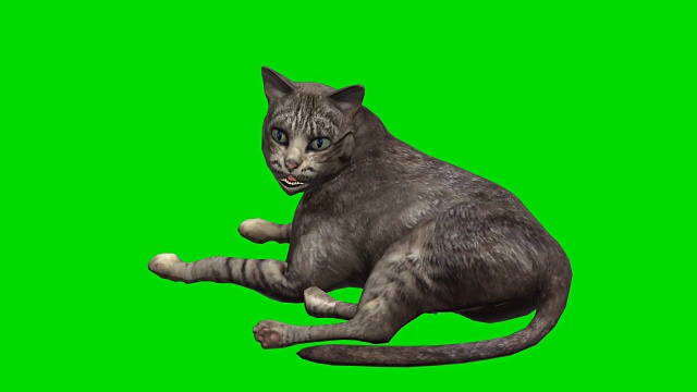 猫绿屏(可循环)视频素材