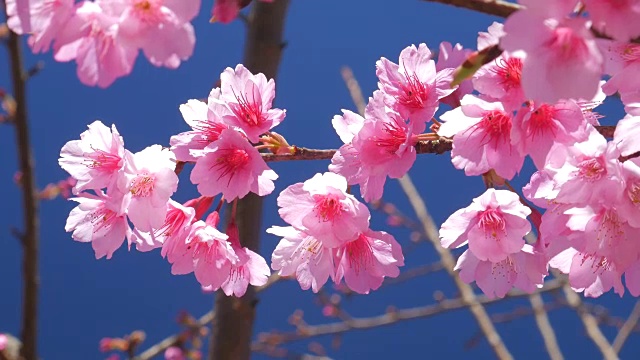 粉红色的花朵特写，蓝色的天空，4k(超高清)视频素材