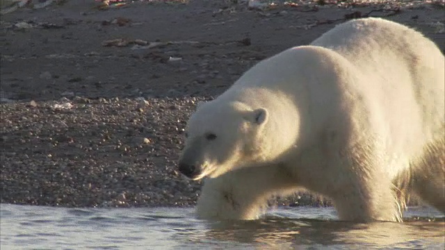 北极熊走在海滩上，曼宁岛，努勒维特，加拿大视频素材
