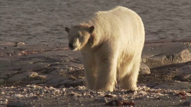 北极熊在加拿大努勒维特曼宁岛的岩石海岸上行走视频下载