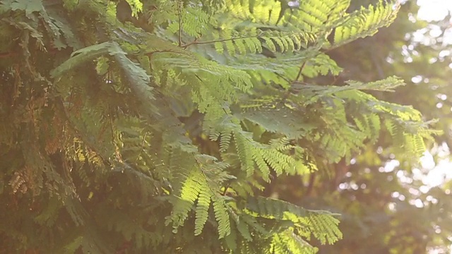 阳光透过吹在树上的树叶视频素材