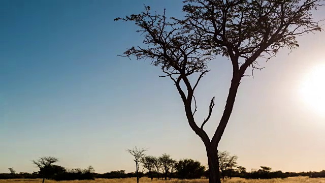 一个缓慢的线性日落时间的抽象剪影相思树在一个典型的卡拉哈里景观设置与高草在风中吹拂，而太阳是在一个蓝色和吹灭的天空视频素材