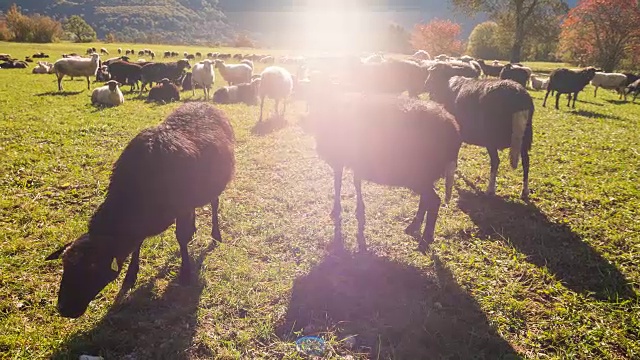 在牧场上吃草的绵羊视频素材