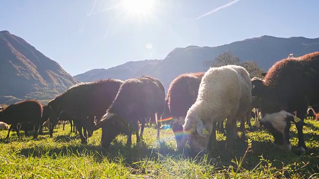 羊在草地上吃草视频素材