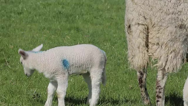 英格兰，英国，欧洲，德比郡Wardlow附近的羊羔视频素材