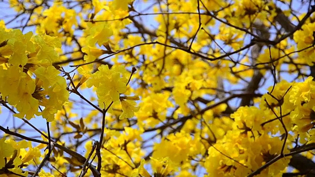 黄色的树花和晴朗的天空为背景。视频下载