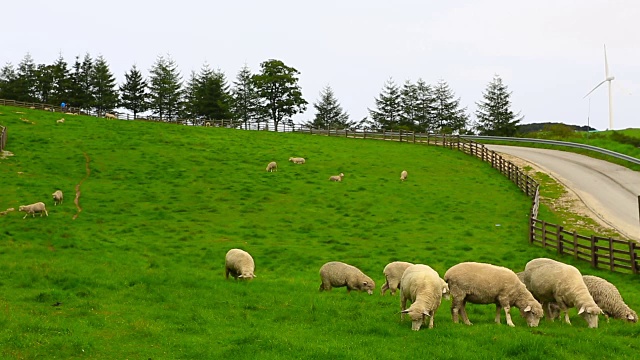 在大墙岭的三阳目江牧场草地上羊群的景象视频素材
