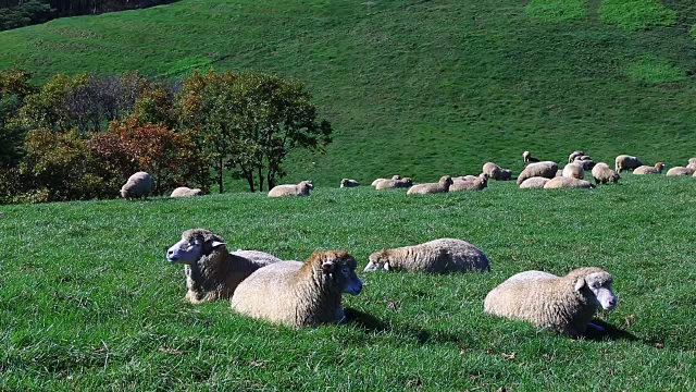 Daegwallyeong Yangtte牧场(牧羊场)羊群图视频素材