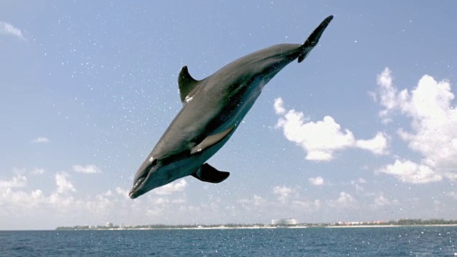 一只海豚跳出水面，在空中旋转的慢动作镜头视频素材