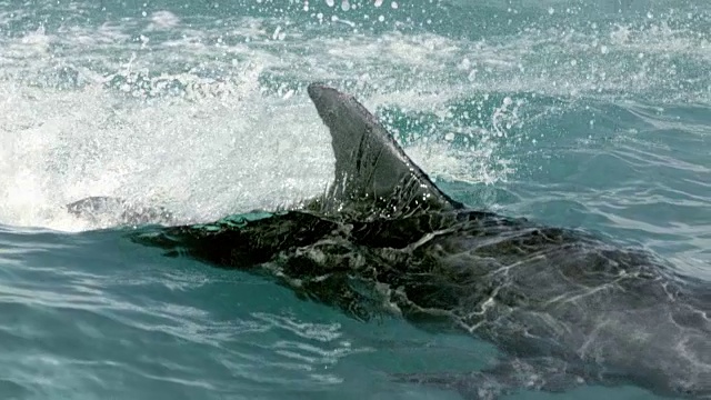 海豚在水面上游泳的慢动作视频素材