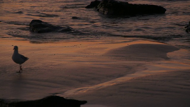 海鸥在日落时走出画框视频下载